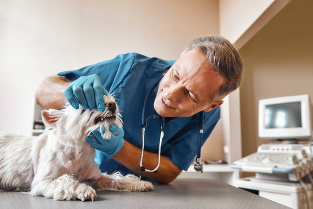Best Emergency Dental Care for Sports Injuries in Lyman, WY